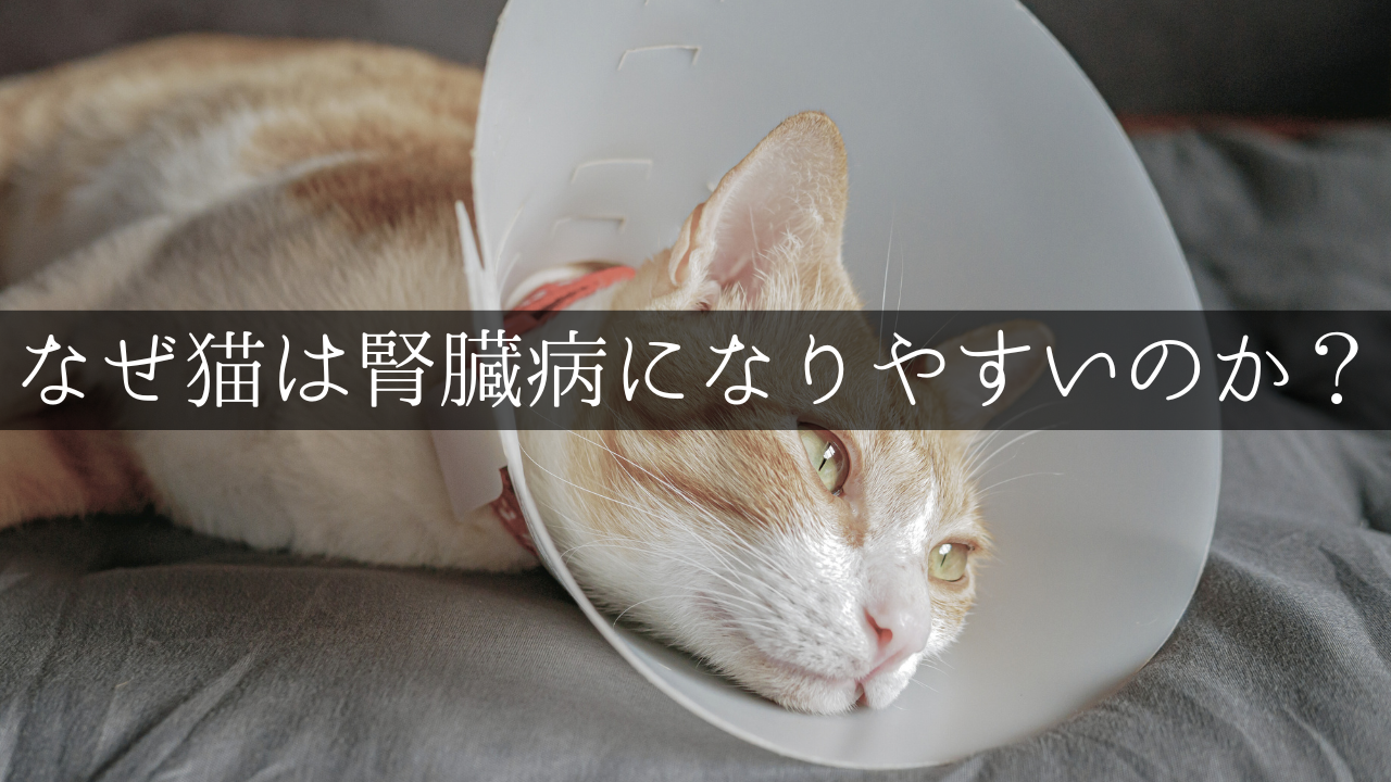 なぜ猫は腎臓病になりやすいのか？