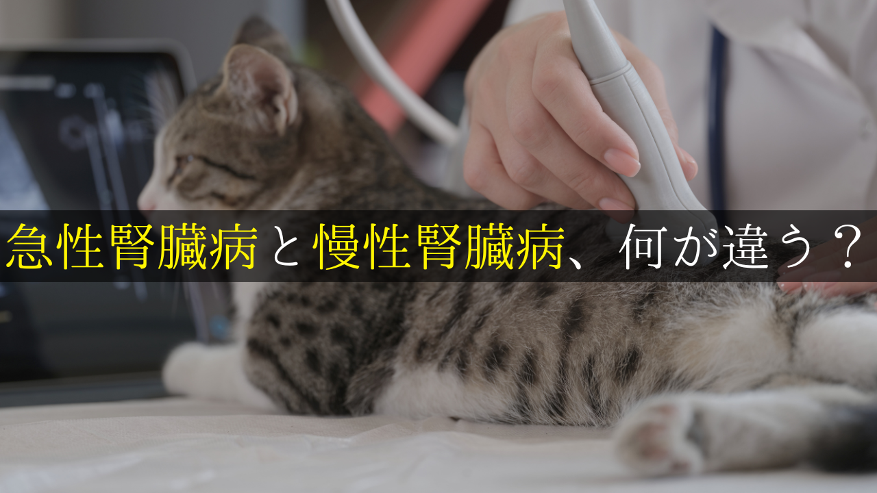 急性腎臓病と慢性腎臓病、何が違う？