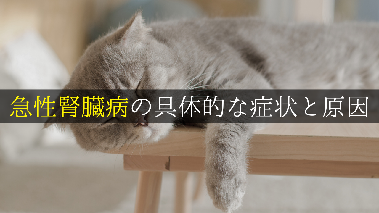 急性腎臓病の具体的な症状と原因