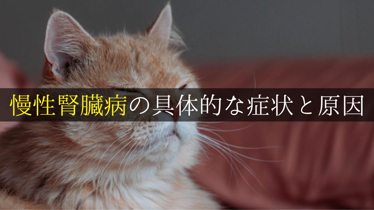 慢性腎臓病の具体的な症状と原因