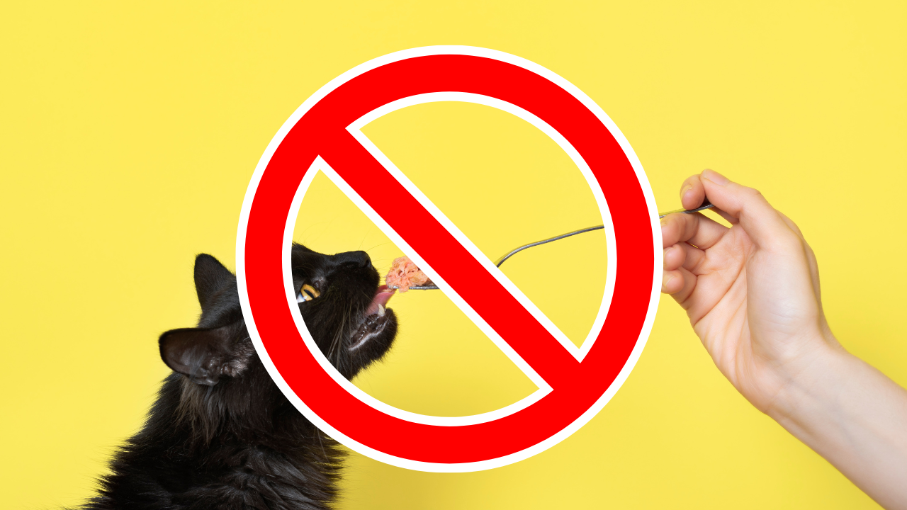 猫の腎臓病で制限すべき栄養素
