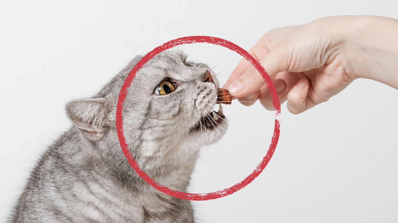 猫の腎臓病で積極的に摂りたい栄養素
