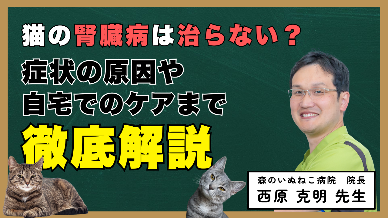 【獣医師監修】猫の腎臓病は治らない？症状の原因や自宅でのケアまで徹底解説