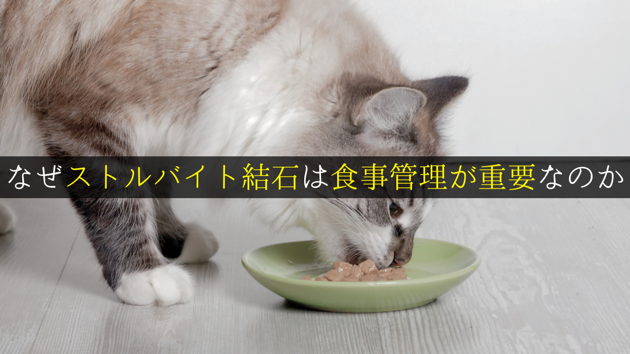 なぜストルバイト結石は食事管理が重要なのか