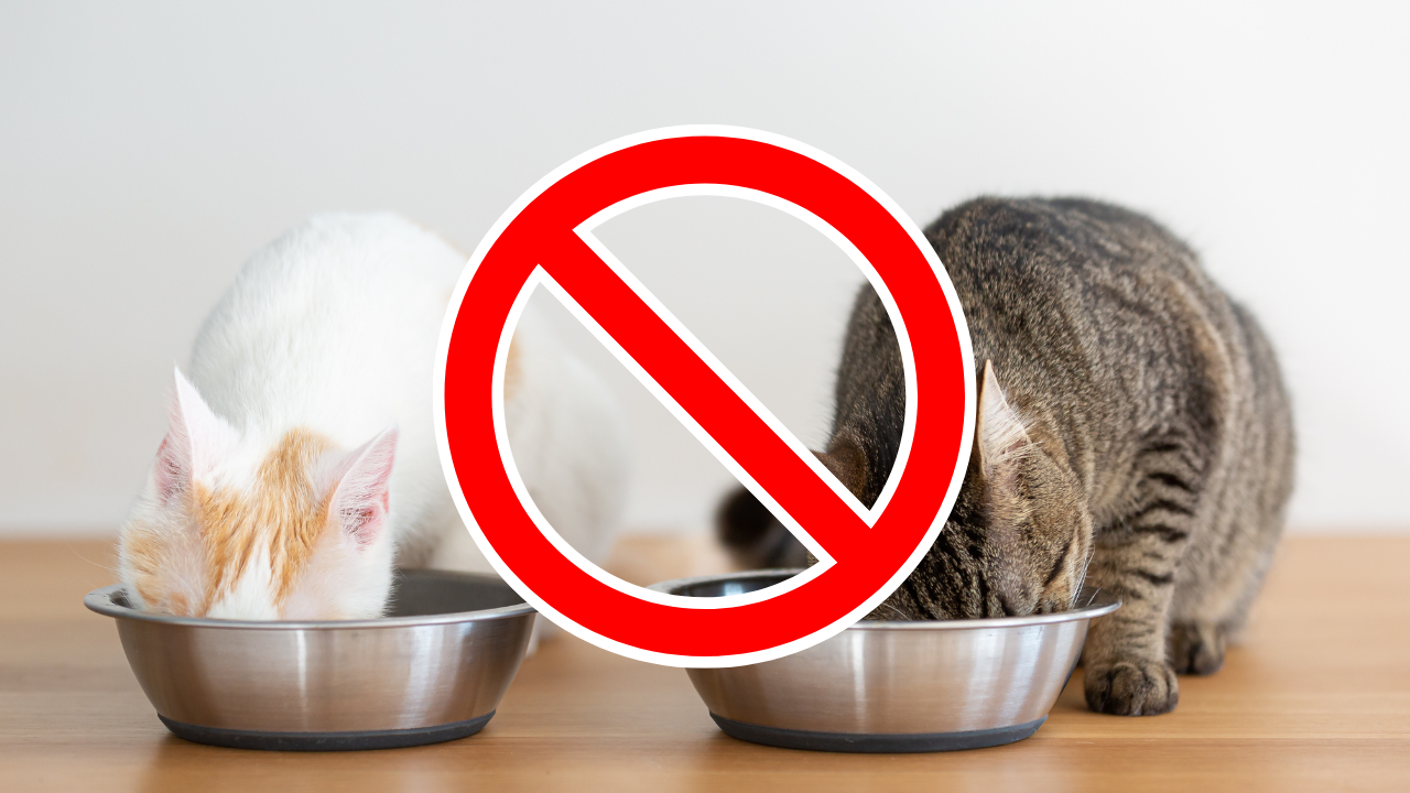 猫のストルバイト結石を悪化させる「食べてはいけないもの」リスト