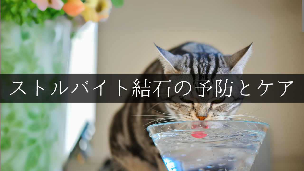 ストルバイト結石の予防とケア