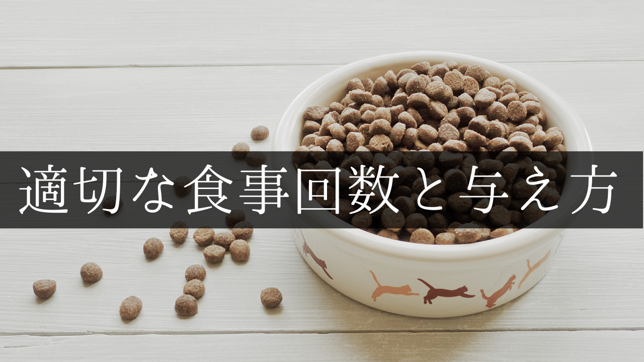 適切な食事回数と与え方（置き餌を避ける）