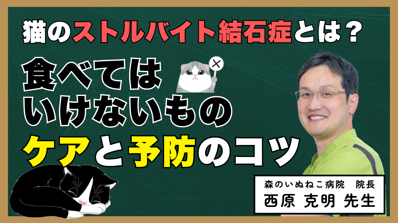 【獣医師監修】猫のストルバイト結石症とは？食べてはいけないもの、ケアと予防のコツ