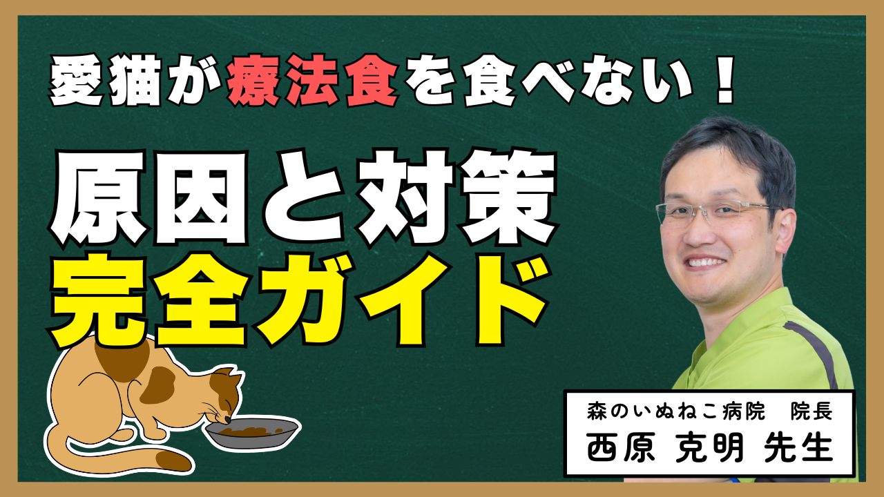 【獣医師監修】猫が療法食を食べない！原因と対策完全ガイド