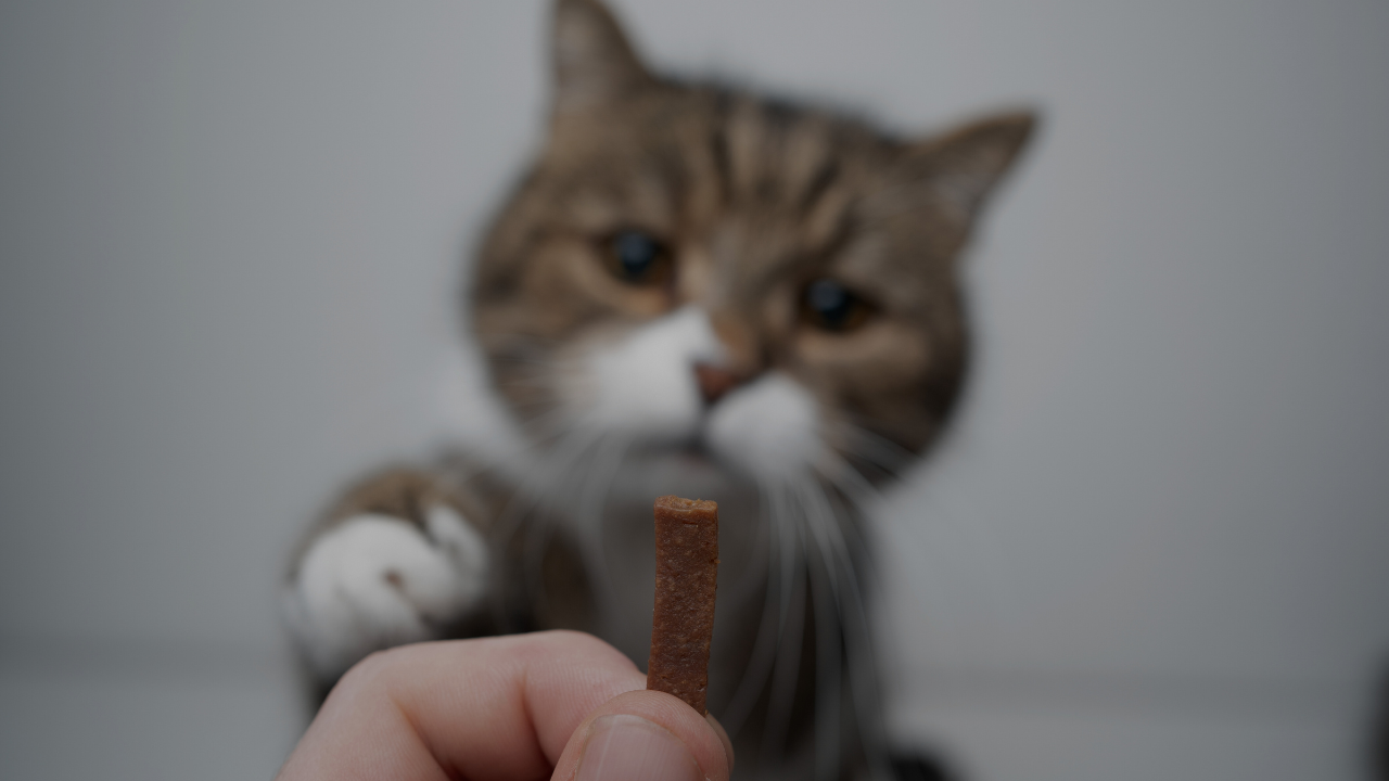 おやつや一般食の与えすぎ
