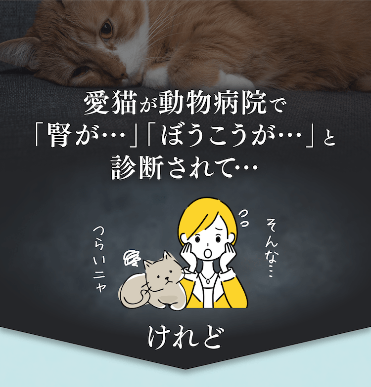 愛猫が動物病院で「腎が…」「ぼうこうが…」と診断されて…