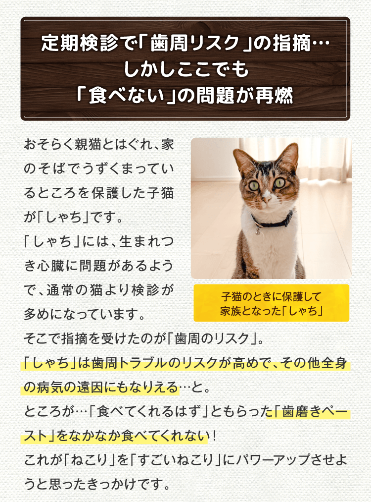 定期検診で「歯周リスク」の指摘…しかしここでも「食べない」の問題が再燃おそらく親猫とはぐれ、家のそばでうずくまっているところを保護した子猫が「しゃち」です。「しゃち」には、生まれつき心臓に問題があるようで、通常の猫より検診が多めになっています。そこで指摘を受けたのが「歯周のリスク」。「しゃち」は歯周トラブルのリスクが高めで、その他全身の病気の遠因にもなりえる…と。ところが…「食べてくれるはず」ともらった「歯磨きペースト」をなかなか食べてくれない！これが「ねこり」を「すごいねこり」にパワーアップさせようと思ったきっかけです。