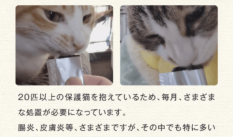20匹以上の保護猫を抱えているため、毎月、さまざまな処置が必要になっています。
腸炎、皮膚炎等、さまざまですが、その中でも特に多い